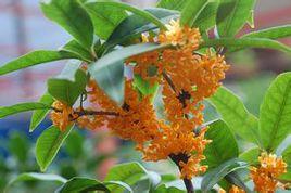 紅地錘菌 紅地錘菌