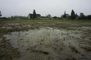 土壤重金屬污染