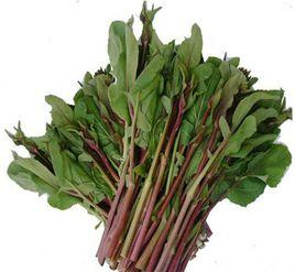 九華紅菜薹 九華紅菜薹