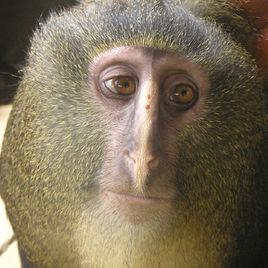 2012年十大新物種 2012年十大新物種