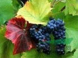 大理鳥蘞莓 大理鳥蘞莓