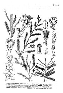 來源：中國植物志原版墨線圖
