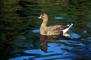 （圖）小白額雁