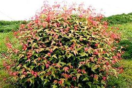 茶條槭[無患子目槭樹科植物]