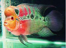 羅漢魚族箱造景