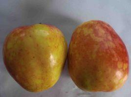 蘋果銹果病 蘋果銹果病