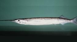 喬氏吻鱵 喬氏吻鱵