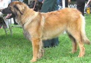 萊昂伯格犬 萊昂伯格犬