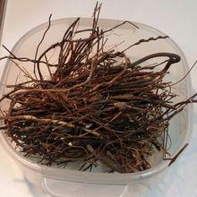 雞骨草靈芝豬橫脷湯