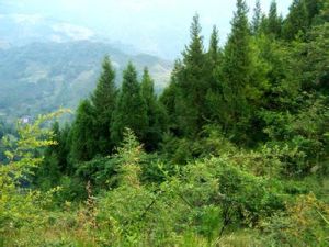 大屯營鄉 大屯營鄉