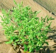 遼西蟲實 遼西蟲實