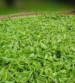 天台翠峰 天台翠峰