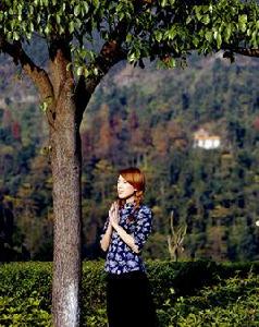 香樟樹之戀[植物名]