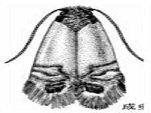 楊白潛葉蛾 楊白潛葉蛾