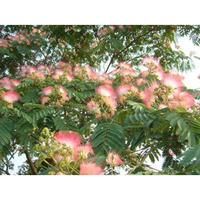 合歡樹盛開的合歡花