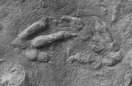 足跡化石 足跡化石