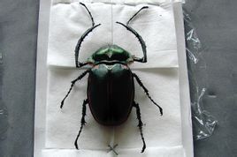 彩臂金龜 彩臂金龜