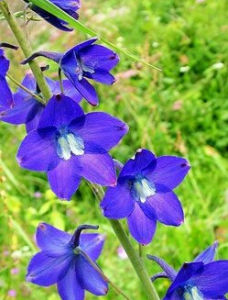 直距翠雀花 直距翠雀花