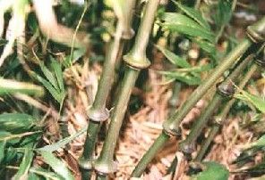 微藥金茅 微藥金茅