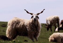 甘加藏羊 甘加藏羊