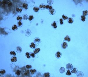 有孢子酵母菌 有孢子酵母菌