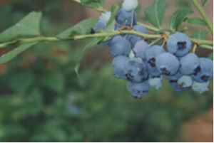 林生越桔 林生越桔