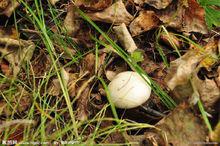 野蘑菇喜歡生長在爛葉旁