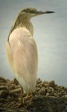 白翅黃池鷺