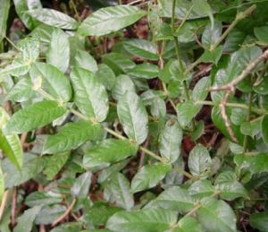 尖峰粗葉木（變種）