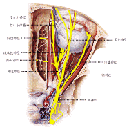 周期性動眼神經麻痹