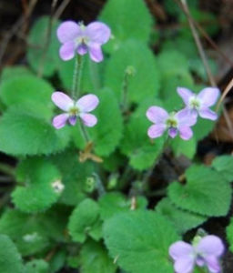 密毛粗齒堇菜 密毛粗齒堇菜