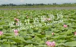 方正蓮花湖 方正蓮花湖