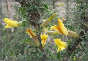 刺葉錦雞兒 刺葉錦雞兒