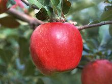 圖1 鹽源蘋果紅星