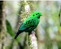 黑喉綠闊嘴鳥 黑喉綠闊嘴鳥
