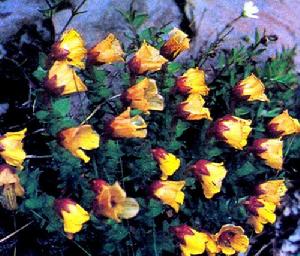 腺瓣虎耳草 腺瓣虎耳草