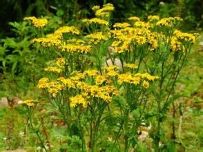 萊菔葉千里光 萊菔葉千里光