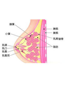 乳腺增生纖維瘤