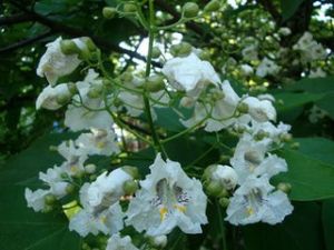 煙筒花屬 煙筒花屬