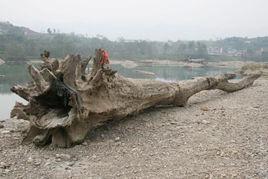 千年水沉木 千年水沉木