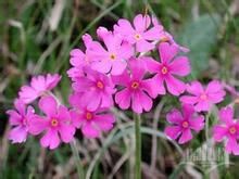 西洋獐耳 西洋獐耳