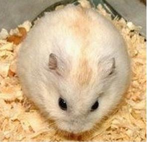 加卡利亞倉鼠 加卡利亞倉鼠