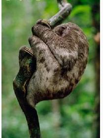 巴西三趾樹懶（