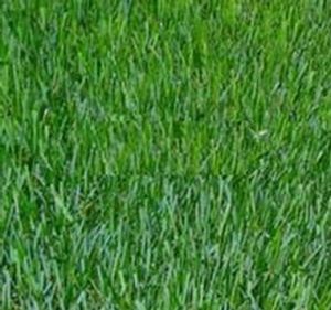 波密早熟禾 波密早熟禾