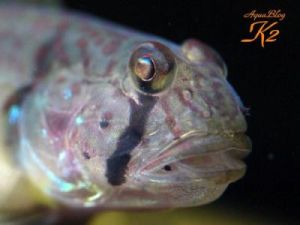 地中海萊蘇爾鰕虎 地中海萊蘇爾鰕虎