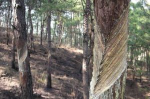 松樹傷害性采脂方法