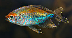 斷線脂鯉 斷線脂鯉