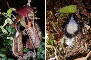 產自Katopasa山的鉤唇豬籠草攀援莖側芽的下位籠（左），及嵌於苔蘚中的下位籠（右）