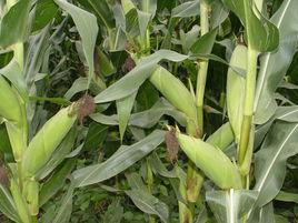 禾博士126 禾博士126