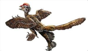 熱河獸屬 熱河獸屬